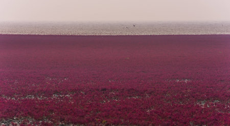 Red Beachの写真素材