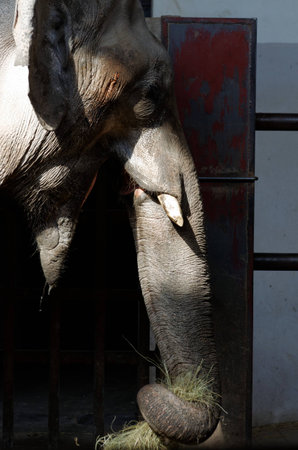 Closeup of elephant trunkの写真素材