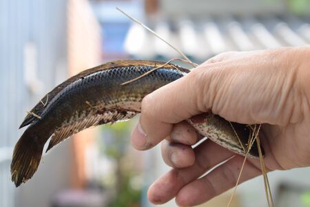 Fish in handの写真素材