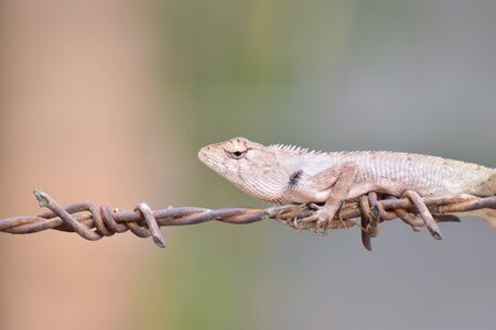 Lizard on metal rodの写真素材