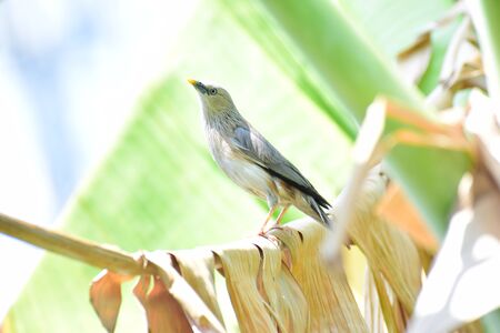 Bird in gardenの写真素材