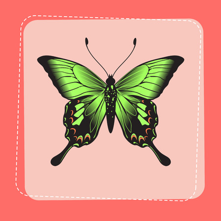 Vector Illustration of detailed Brightly coloured butterfly on funky pink frame.のイラスト素材