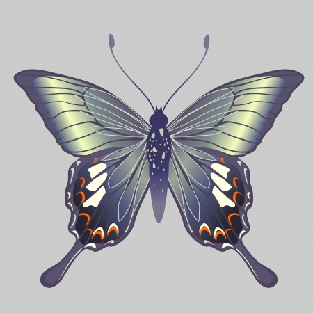 Illustration of detailed Brightly coloured butterfly の写真素材