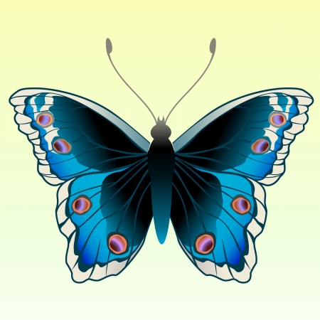 Illustration of detailed Brightly coloured butterfly の写真素材
