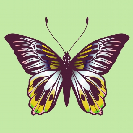 Illustration of detailed Brightly coloured butterfly の写真素材