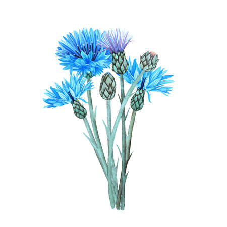Cornflowers. Watercolor botanical illustration included in the collection of wildflowers. Isolated image on a white background. For your design of fabrics, greeting cards, gift packages, stationery, accessories.の写真素材