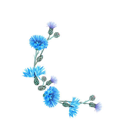 Wreath of cornflowers. Watercolor botanical illustration included in the collection of wildflowers. Isolated image on a white background. For your design of fabrics, greeting cards, gift packages, stationery, accessories.の写真素材