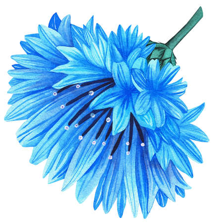 Cornflowers. Watercolor botanical illustration included in the collection of wildflowers. Isolated image on a white background. For your design of fabrics, greeting cards, gift packages, stationery, accessories.の写真素材