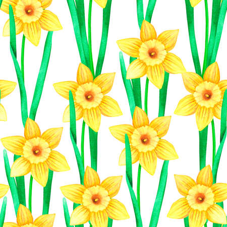 Seamless pattern of daffodils. Watercolor vintage illustration. Isolated on a white background.の写真素材