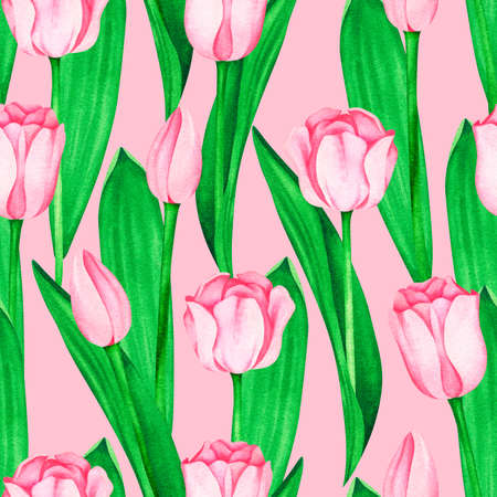 Pink tulips seamless pattern. Watercolor vintage illustration. Isolated on a pink background.の写真素材