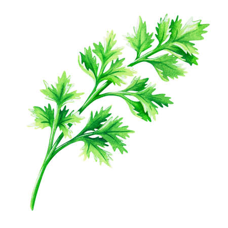 Cilantro. Watercolor vintage illustration. Isolated on a white background. For your design.の写真素材
