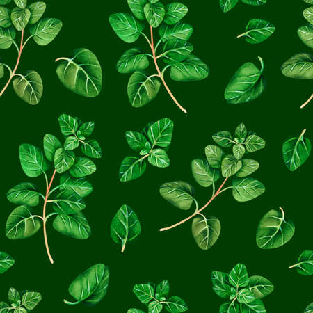 Seamless pattern of Oregano. Watercolor illustration.Isolated on a green background.For your design.の写真素材