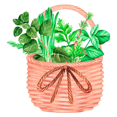 A wicker basket with herbs for seasoning. watercolor vintage illustration. isolated on a white background. For your design. Suitable for cookbooks, aprons, kitchen accessories, stickers, dishes.の写真素材