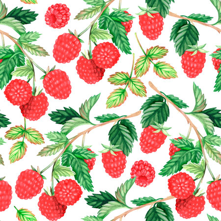 Seamless pattern of raspberries. watercolor illustration. isolated on a white background. For your design fabrics, packaging paper, cookbooks, aprons, kitchen accessories, dishes, food packs.の写真素材