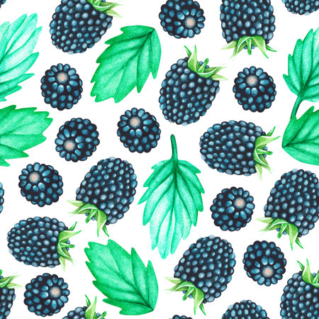 Blackberry seamless pattern. watercolor illustration. isolated on a white background. For your design. Suitable for aprons, kitchen accessories, stickers, dishes, food packs.の写真素材