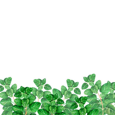 An oregano banner. Place for the inscription. watercolor illustration. isolated on a white...