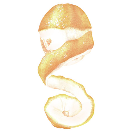 A half-peeled lemon. Citrus with a twist of zest. Watercolor illustration. Isolated on a white background. For design stickers, nature prints, kitchen accessories, product packaging with citrusの写真素材