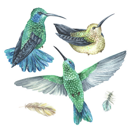 Watercolor illustration. A set of hummingbirds and feathers. Tropical exotic bird. Isolated on a white background. For home decor design, rustic textile prints, vintage stickersの写真素材