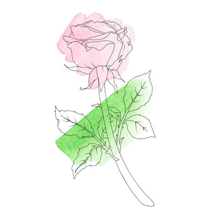 Vector illustration of a rose with stem and leaves in line art style with watercolor stains.Hand drawn flower.For the design of stickers, wedding invitations, posters, greeting cards, clothing printsのイラスト素材