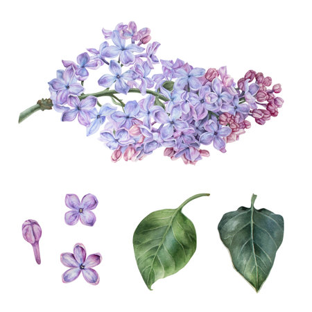Branch of purple lilac. Flowers and leaves separately set. Watercolor botanical illustration. Hand drawn clipart isolated on a white background. Inflorescence of a shrub. For stickers, printsの写真素材