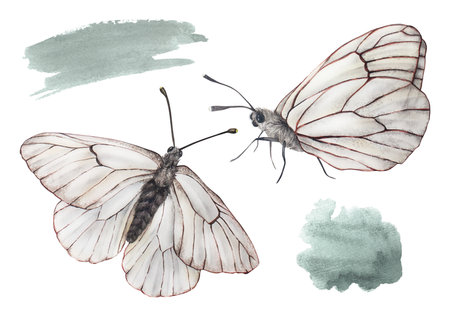 White butterflies with watercolor stains. Set illustrations. Insect hawthorn with spread wings. A flying and a sitting butterfly close up. Hand drawn clipart isolated on a white backgroundの写真素材