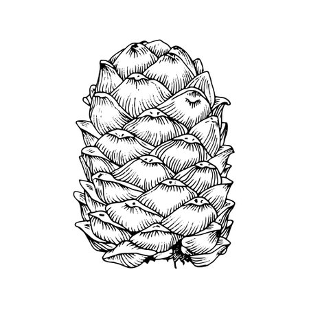 Pine cone vector illustration. Hand drawn graphic clip art of pinecone. Black line art of cedar seed. Linear drawing on white isolated background. Outline sketch of fir and deodarのイラスト素材