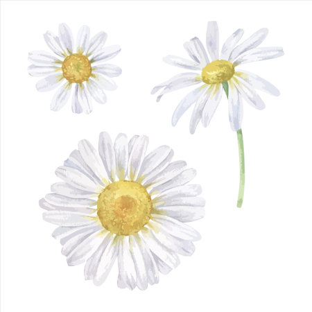 Daisy flower vector illustration set. Hand drawn clip art of white chamomile on isolated background. Watercolor botanical drawing of bouquet of marguerite. Painting of floral herbのイラスト素材
