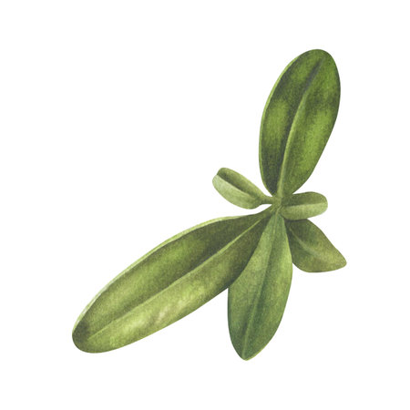 Green Leaves. Watercolor botanical illustration of pomegranate Leaf. Hand drawn clip art of foliage on isolated white background. Tree branch drawing. Blueberry plant twig sketchの写真素材