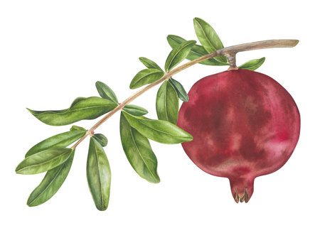 Pomegranate Branch with leaves. Watercolor botanical illustration of red Fruit on a tree. Hand drawn clip art on isolated white background. Painting of ripe sweet food for printsの写真素材