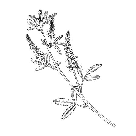 Sweet clover Vector outline illustration. Hand drawn graphic clipart of melilot flower. Black line art. Bouquet officinalis herb linear drawing on isolated background. Medicinal meadow plantのイラスト素材