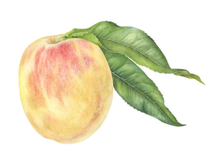 Peach with leaves. Watercolor botanical illustration of Fruit. Hand drawn clip art on isolated white background. Painting of sweet food. For design of prints and packagingの写真素材