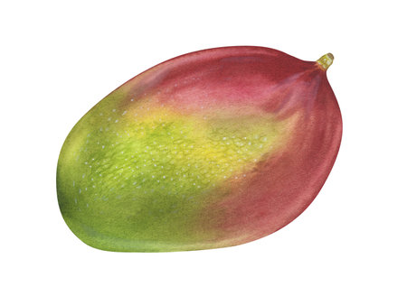 Mango Watercolor botanical illustration. Hand drawn clip art on isolated background. Tropical exotic Fruit painting. Drawing of sweet food. Plant drawing for stickers and printingの写真素材