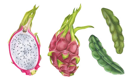 Dragon Fruit Set. Watercolor botanical illustration. Hand drawn on isolated white background. Painting of tropical exotic food. Drawing of pitaya with leavesの写真素材