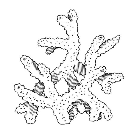 Coral Vector line art. Outline of sea Reef. Hand drawn graphic clipart of underwater plant. Linear drawing on isolated background. Black contour sketch draw. For summer printsのイラスト素材