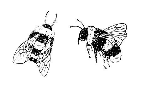 Bumble Bee Vector Set. Black line art drawing of honeybee. Outline illustration of insects. Hand drawn vintage clipart. Linear sketch on isolated white background. For logo designのイラスト素材