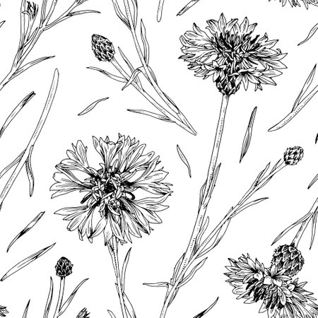 Cornflowers Vector seamless Pattern. Hand drawn Flowers background. Black and white sketch of officinalis knapweeds. Outline drawing of wildflowers. For monochrome floral printsのイラスト素材