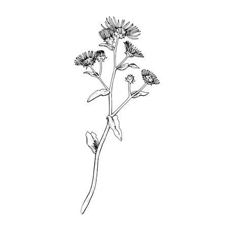 Elecampane Vector outline illustration. Hand drawn graphic clipart of inula flower. Britannica black and white line art. Officinalis herb drawing on transparent background. Medicinal plant sketchのイラスト素材
