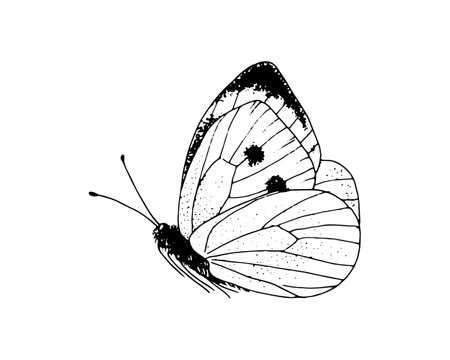 Butterfly Pieridae. Vector Hand drawn illustration. Black and white graphic clip art on isolated background. Drawing of an insect sitting with folded wings. Sketch for coloring books and cardsのイラスト素材