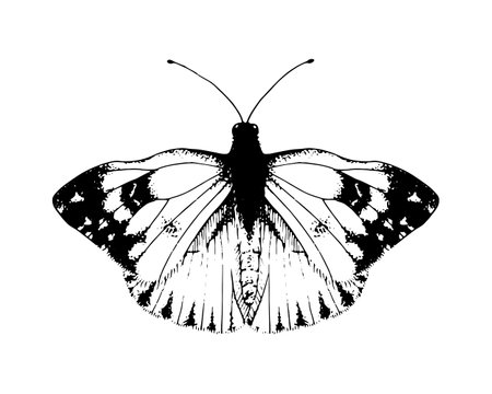 Butterfly Pieridae. Vector Hand drawn illustration. Black and white graphic clip art on a background. Drawing of an insect with spread wings. Flying papilio sketch. For printingのイラスト素材