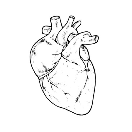 Vector illustration of a anatomical human heart. Hand drawn in a vintage, monochrome style, perfect for medical, educational, or Valentines Day themes. Symbolizing love, life, and healthのイラスト素材