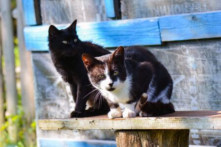 Cats in the village are sitting on the bench