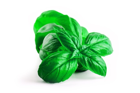 Close up studio shot of fresh green basil herb leaves isolated on white background. Sweet Genovese basilの写真素材