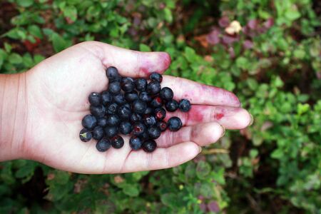 Blueberries in hand, a handful of berries on palm. Bushes with berriesの写真素材