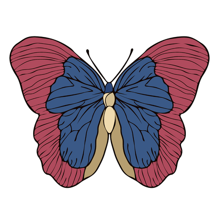 Butterfly cartoon drawing, vector illustration. Abstraction drawn butterfly with red blue wings isolated on white background, insect hand drawing, print, design elementのイラスト素材