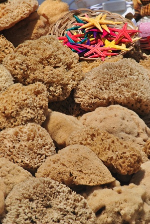 Seaspongeの写真素材