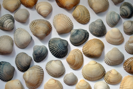 Shells Shells