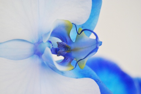 Absolutely beautifulの写真素材