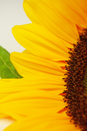 Detail of sunflowerの写真素材