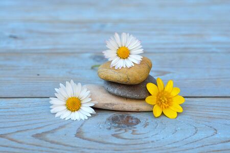 Zen stones on a old blue gray wooden background with daisies and empty copyspaceの写真素材