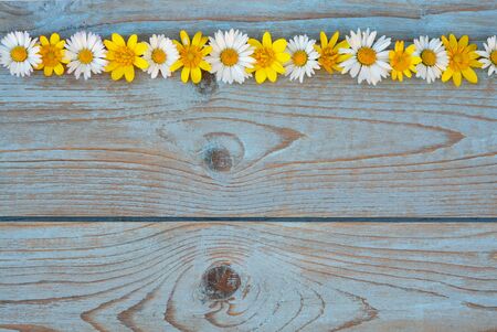 Background of gray blue old knotted wood with line row of daisies and buttercups field flowersの写真素材